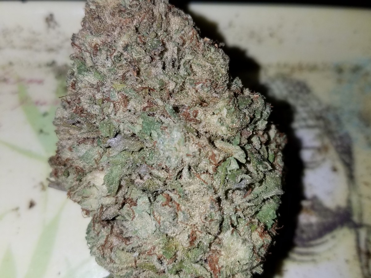 Strain Review-Kimbo Kush #1 from Grant&nbsp;Pharms
